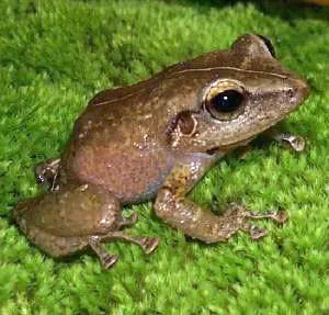 Singing for Survival: The Coquí Frog and the Race to Protect Puerto Rico's Shrinking Wild Spaces