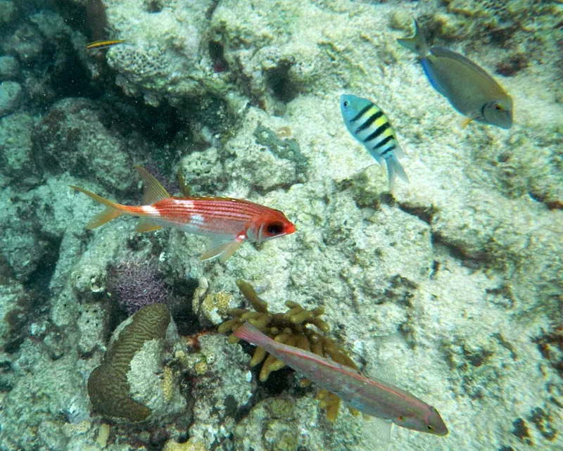 Packed Into Every Acre: How Puerto Rico Became a Biodiversity Hotspot With No Room Left to Spare