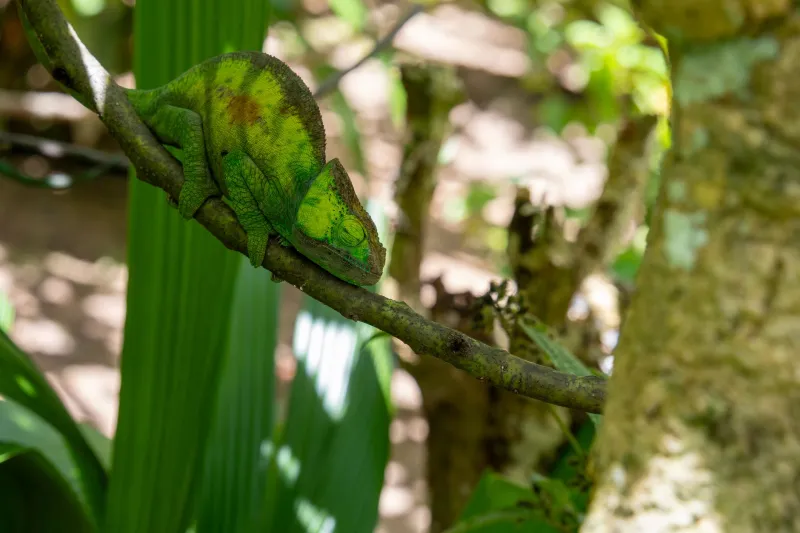 Smaller Than Connecticut, Richer Than Most Continents: The Strange Science of Puerto Rico's Endemic Species Explosion