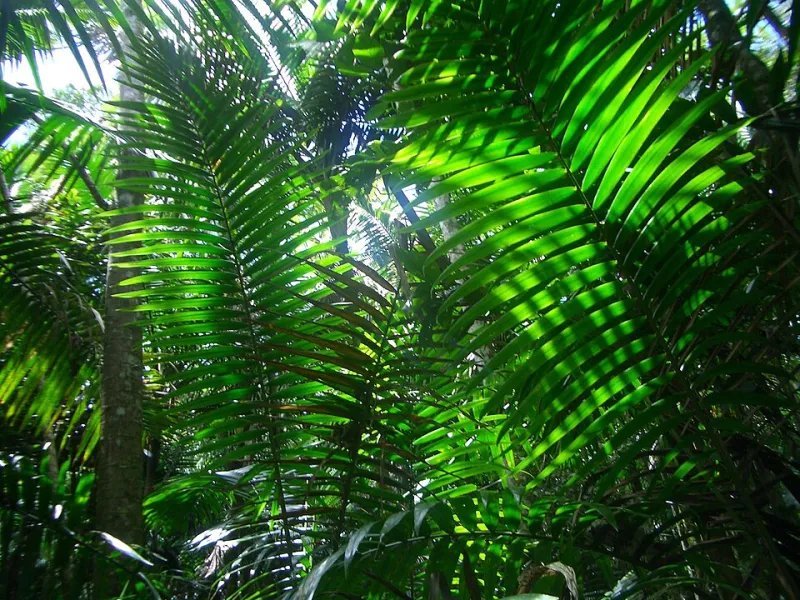 One Island, Many Worlds: The Science Behind Puerto Rico's Wildly Different Climate Zones